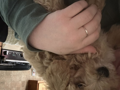Adorable Hypoallergenic Cavachon puppies in Wexford – Vet-Checked & Family Raised