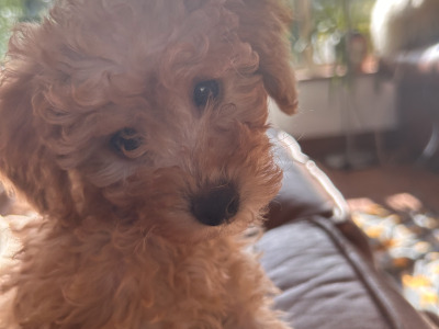 Adorable Hypoallergenic Cavachon puppies in Wexford – Vet-Checked & Family Raised