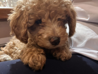 Adorable Hypoallergenic Cavachon puppies in Wexford – Vet-Checked & Family Raised