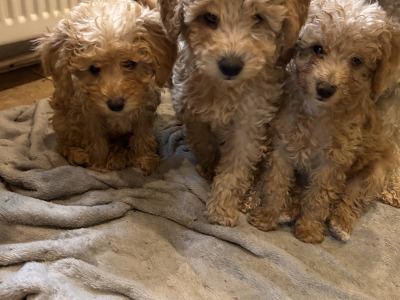 Adorable Hypoallergenic Cavachon puppies in Wexford – Vet-Checked & Family Raised