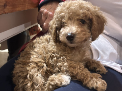 Adorable Hypoallergenic Cavachon puppies in Wexford – Vet-Checked & Family Raised