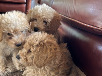Adorable Hypoallergenic Cavachon puppies in Wexford – Vet-Checked & Family Raised