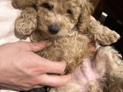 Adorable Hypoallergenic Cavachon puppies in Wexford – Vet-Checked & Family Raised