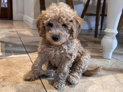 Adorable Hypoallergenic Cavachon puppies in Wexford – Vet-Checked & Family Raised