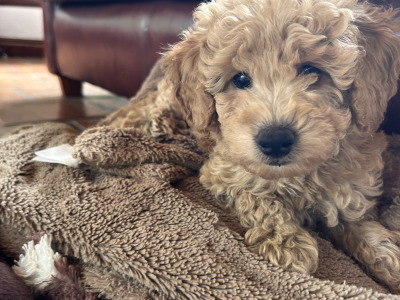 Adorable Hypoallergenic Cavachon puppies in Wexford – Vet-Checked & Family Raised