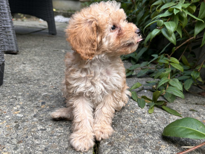Adorable Hypoallergenic Cavachon puppies in Wexford – Vet-Checked & Family Raised