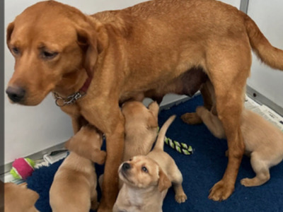 Labrador puppies in Down