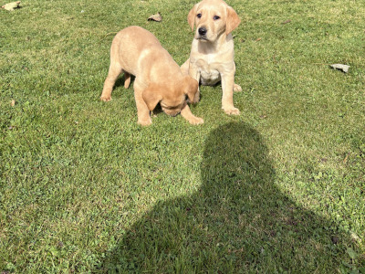 Labrador puppies in Down