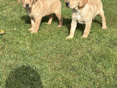Labrador puppies in Down