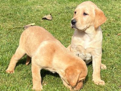 Labrador puppies in Down