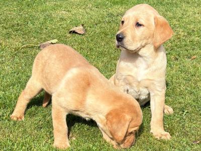 Labrador puppies in Down