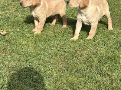 Labrador puppies in Down