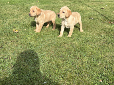 Labrador puppies in Down