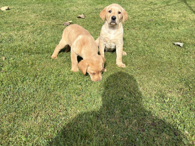 Labrador puppies in Down