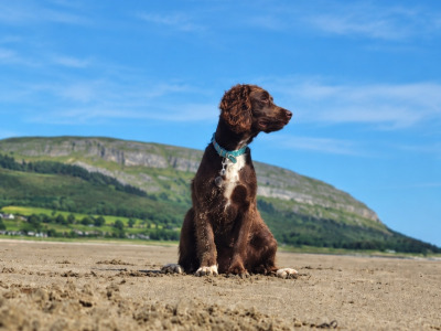 Cocker spaniel x  Springer Spaniel puppies in Galway