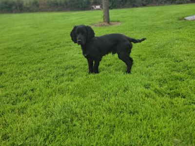 Cocker spaniel x  Springer Spaniel puppies in Galway