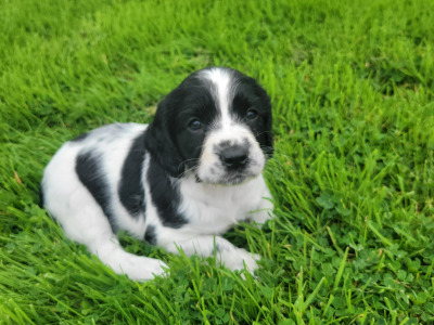 Cocker spaniel x  Springer Spaniel puppies in Galway