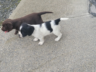 Cocker spaniel x  Springer Spaniel puppies in Galway