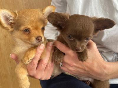 IKC Registered  Pedigree Chihuahua (Long Coat) puppies for sale in Limerick