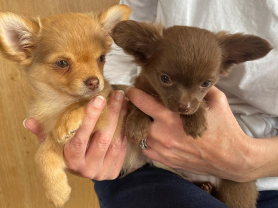 Pedigree Chihuahua (Long Coat) puppies for sale in Limerick