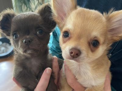 Pedigree Chihuahua (Long Coat) puppies for sale in Limerick