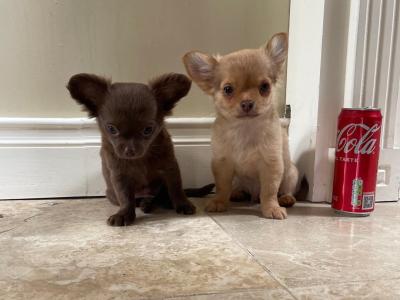 Pedigree Chihuahua (Long Coat) puppies for sale in Limerick