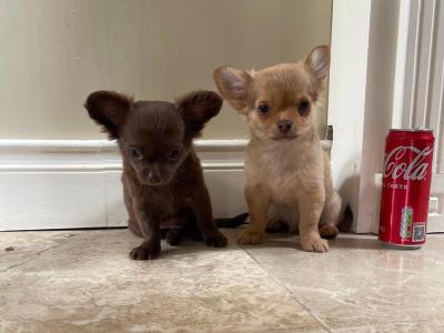 IKC Registered (pending) Pedigree Chihuahua (Long Coat) puppies for sale in Limerick