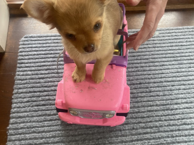 Pedigree Chihuahua (Long Coat) puppies for sale in Limerick