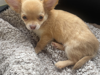 Pedigree Chihuahua (Long Coat) puppies for sale in Limerick