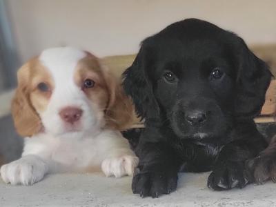 Cocker spaniel x  Springer Spaniel puppies in Galway