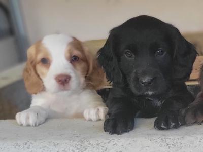 Springer Spaniel x Cocker Spaniel puppies in Galway