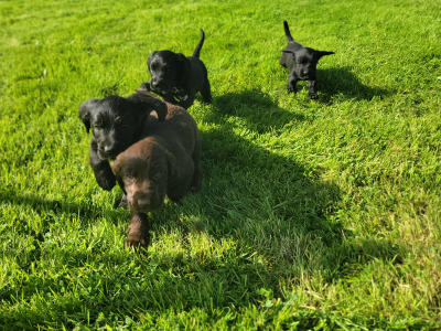 Cocker spaniel x  Springer Spaniel puppies in Galway