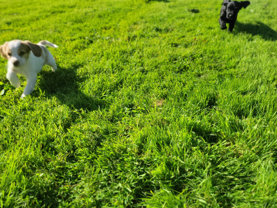 Cocker spaniel x  Springer Spaniel puppies in Galway