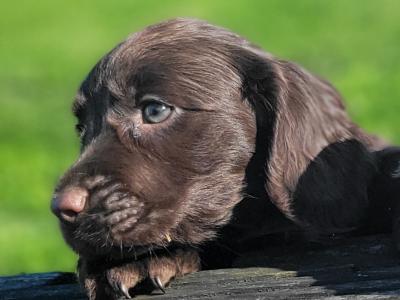 Cocker spaniel x  Springer Spaniel puppies in Galway