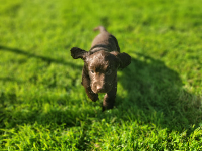 Cocker spaniel x  Springer Spaniel puppies in Galway