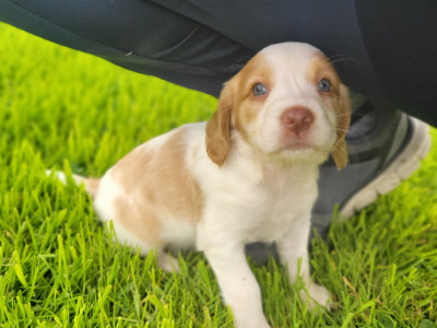 Cocker spaniel x  Springer Spaniel puppies in Galway