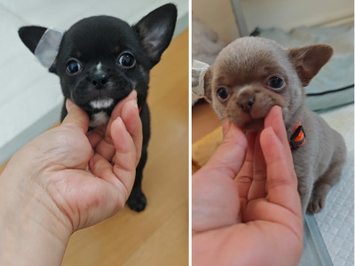 Purebred Chihuahua puppies in Dublin
