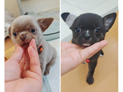 €1400 only 1 boy available Purebred Chihuahua puppies in Dublin