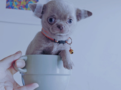 Purebred Chihuahua puppies in Dublin