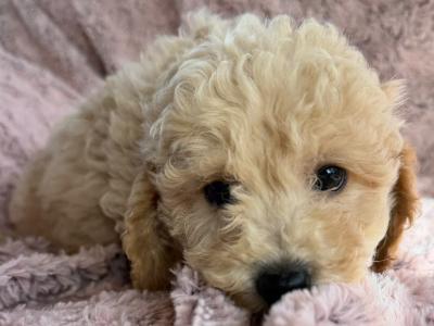 Poochon puppies in Kilkenny