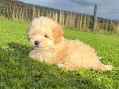 Poochon puppies in Kilkenny