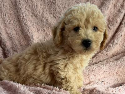Poochon puppies in Kilkenny