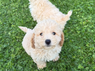 Poochon puppies in Kilkenny
