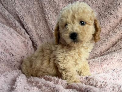 Poochon puppies in Kilkenny