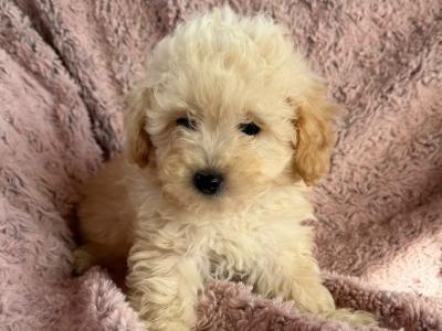 Poochon puppies in Kilkenny