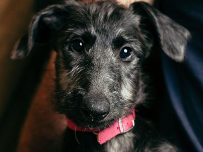 Pedigree Scottish Deerhound puppies in Cork