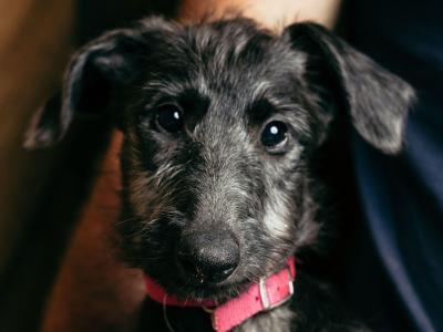 IKC Registered (pending) Pedigree Scottish Deerhound puppies in Cork