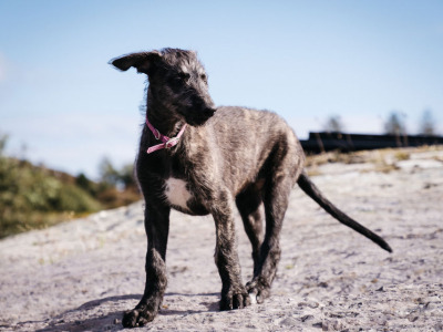 Pedigree Scottish Deerhound puppies in Cork