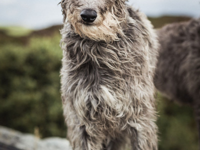 Pedigree Scottish Deerhound puppies in Cork