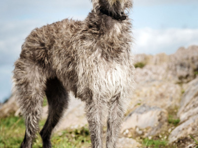 Pedigree Scottish Deerhound puppies in Cork